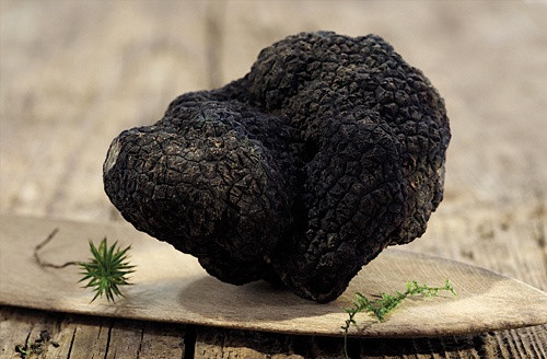 Les Truffes Noires du Périgord Entières Brossées 1er Choix